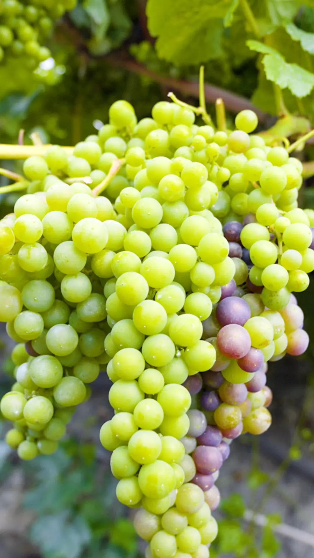 sabores_hierro_30