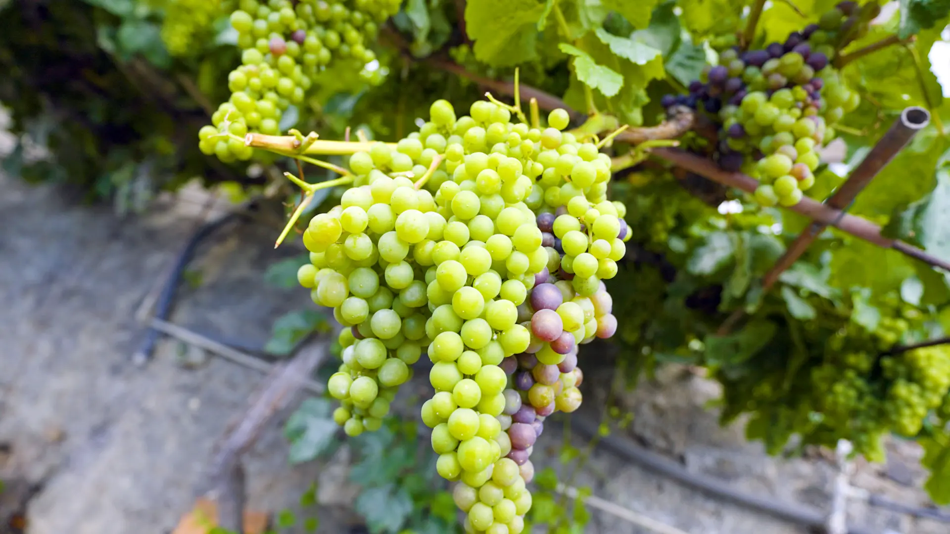 sabores_hierro_30